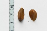 Fagus sylvatica (European beech) - nuts
