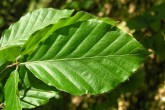 Fagus sylvatica (European beech) - upper side