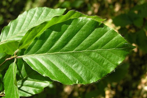 Fagus sylvatica (European beech) - upper side