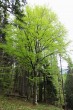 Fagus sylvatica (European beech)