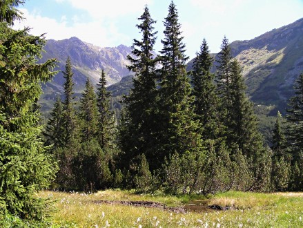 smrek obyčajný - Temnosmrečinská dolina cca 1 500 m n. m.