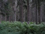 Temnosmrečinská dolina s temnými smrečinami  - minulosť, dnes sú to už svetlé smrečiny (nadmorská výška cca 1450 m n. m.)