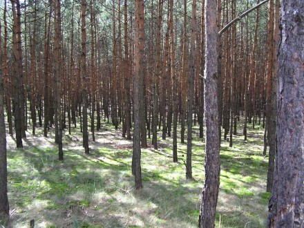 borovica lesná - žrďkovina (Záhorie - viate piesky)