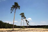 borovica lesná - Záhorie (viate piesky cca 200 m n. m.)