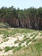borovica lesná na extrémnych stanovištiach viatych pieskov Záhoria má charakter priekopníckej dreviny