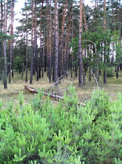 na viatych pieskoch Záhoria plní Borovica lesná jednak kryciu funkciu (stabilizuje piesky) a zároveň aj drevoprodukčnú