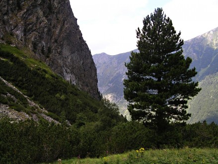 borovica limbová - v pásme kosodreviny (Vysoké Tatry, 8/2007)