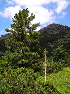 borovica limbová - ozdoba našich veľhôr