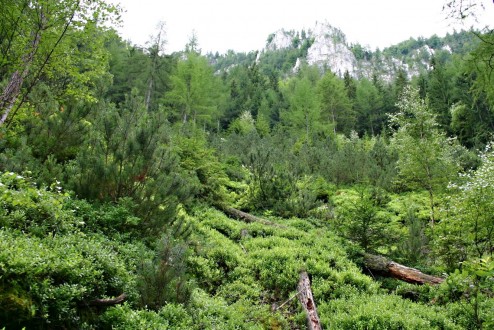 borovica horská - Hrdzavá dolina (Muránska planina)