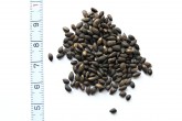 borovica horská - čisté semeno (odkrídlené)