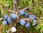 borievka obačajná - plody na jeseň druhého roku (modrasto čierne - sivo oinovatené)