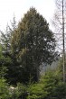 borievka obačajná (ako malý strom - cca 5 m)