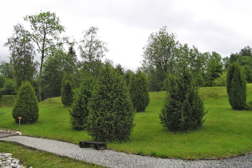 borievka obačajná - rôzne vzrastové a tvarové formy (Botanická záhrada TANAPu v Tatranskej Lomnici)