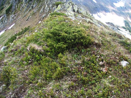 borievka alpínska - sedlo Závory 1 876 m n. m. (oddeľuje Liptovské kopy od hlavného vysokotatranského hrebeňa)