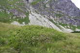 borievka alpínska - Jamnická dolina (Západné Tatry)