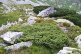 borievka alpínska - Jamnická dolina (Západné Tatry)