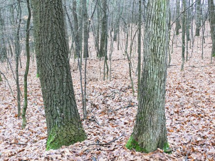 borka (vpravo dub zimný v ľavo dub cerový)