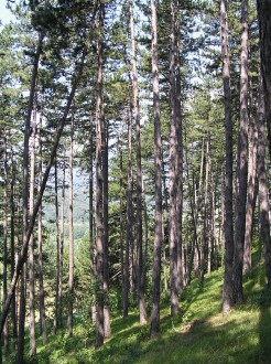 porast borovice čiernej pod Šútovom (vedľa v. n. Krpeľany)