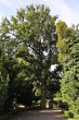 dub cerový - Arborétum Mlyňany