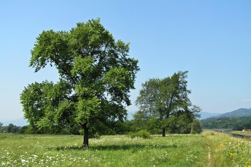 brest väzový (Turany - vážsky kanál)