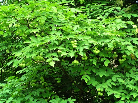 klokoč perovitý - Hrádocké arborétum