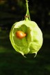 klokoč perovitý - semeno prirastené vnútri tobolky