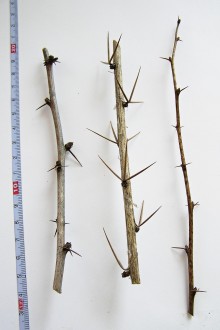 dráč obyčajný (napravo - mladý výhonok - jednoduché tŕne)