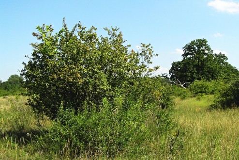 dráč obyčajný v prostredí lesostepi (Ostrov Kokáč 7/2011)