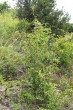 dráč obyčajný v prostredí lesostepi (Devínska Kobyla 7/2011)