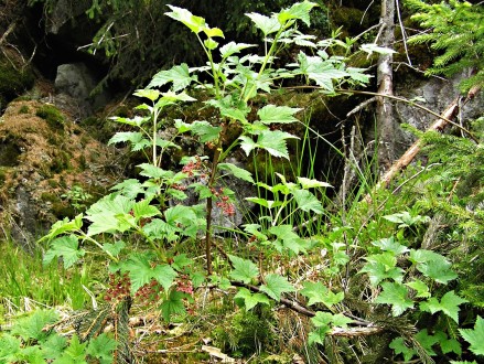 ríbezľa skalná (Vysoké Tatry - Tichá dolina)