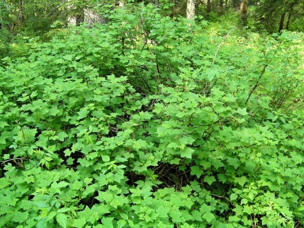 ríbezľa skalná v tieni materského porastu (Vysoké Tatry - Kôprová dolina)