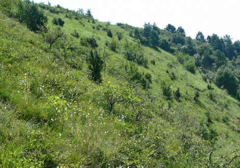 čerešňa krovitá - prostredie výskytu - lesostep na Devínskej Kobyle