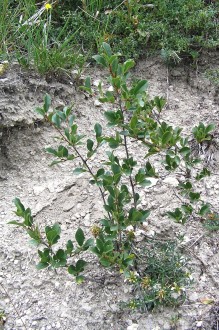 čerešňa krovitá - na plytkej vápencovej pôde (Devínska Kobyla)