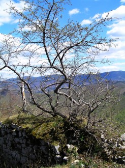 čerešňa mahalebková (hradné bralo Muránskeho hradu, 4/2007)