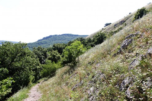 čerešňa mahalebková - prostredie výskytu (lesostep Pálavské vrchy, 7/2013))