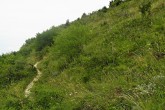 čerešňa mahalebková - prostredie výskytu (lesostep Devínska Kobyla, 7/2011))