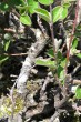 skalník čiernoplodý - kôra (borka)