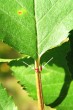 čerešňa vtáčia - na báze listu pod listovou čepeľou sa nachádzajú dve výrazné vypuklé červené žliazky