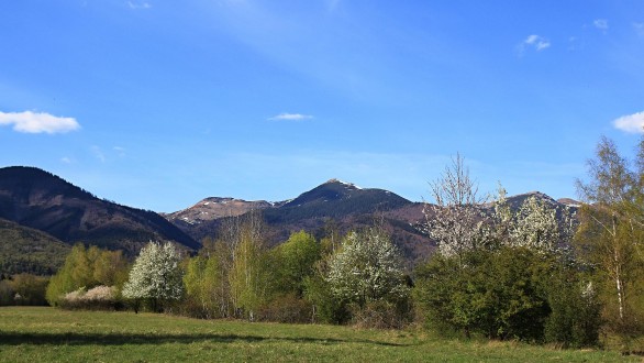 čerešňa vtáčia - ako krajinotvorný prvok v čase kvitnutia