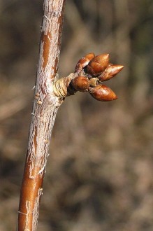 čerešňa vtáčia - kvetné púčiky na brachyblaste