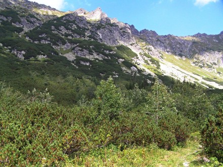 jarabina vtáčia v pásme kosodreviny (Temnosmrečinská dolina - Vysoké Tatry)