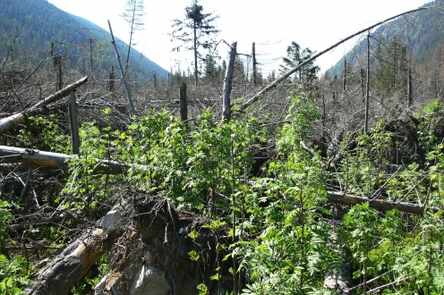 jarabina vtáčia, ako priekopnícka drevina na ploche postihnutej vetrovou kalamitou v r. 2004 (Tichá dolina - Západné Tatry - 2009)