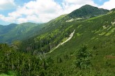 jarabina vtáčia v pásme kosodreviny (Temnosmrečinská dolina - Vysoké Tatry)