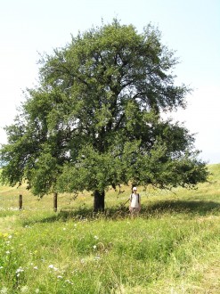 hruška planá