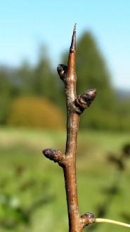 hruška planá - tŕň stonkového pôvodu