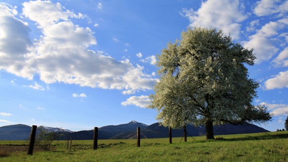 hruška planá