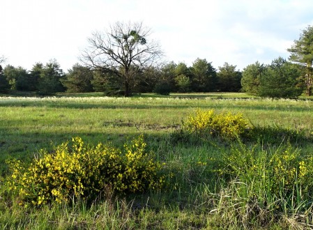 prútnatec metlovitý v prostredí Záhorskej nížiny - lesostep (foto: levanduľa)