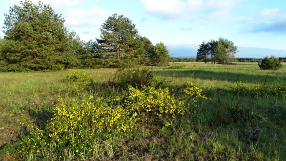 prútnatec metlovitý (foto: levanduľa)