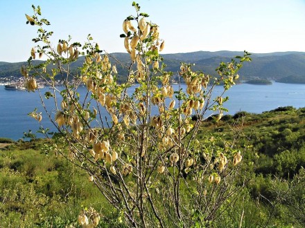 mechúrnik stromovitý (Colutea arborescens) - Chorvátsko - Kučište