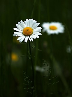 margarétka